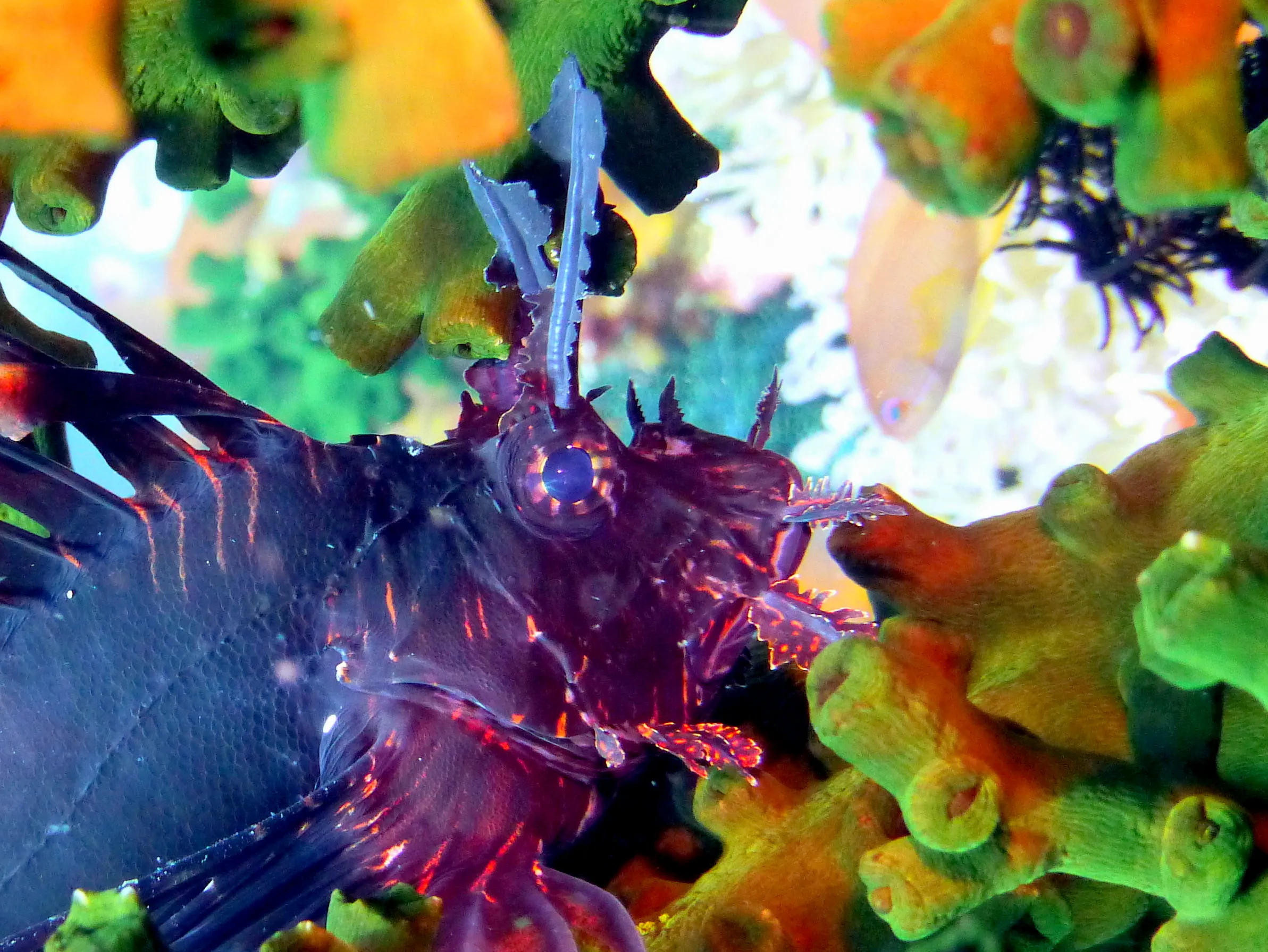 Lionfish, Philippines, 2014