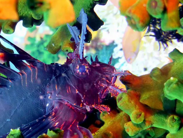 Underwater photograph by Joel Bergsma