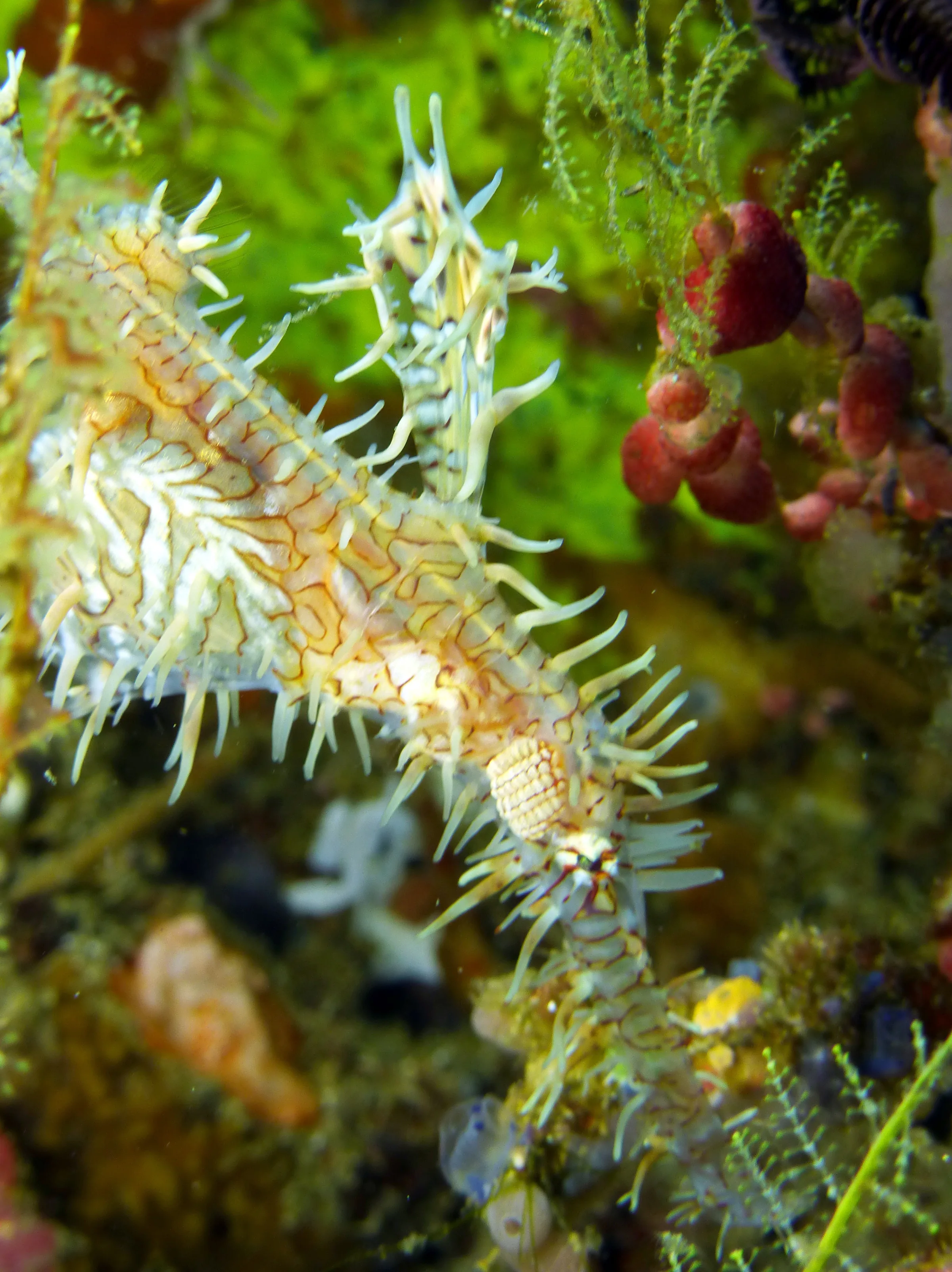 Ornate Ghost Pipefish.  Gerald Allen, et al, Reef Fish Identification - Tropical Pacific (2003), page 423.