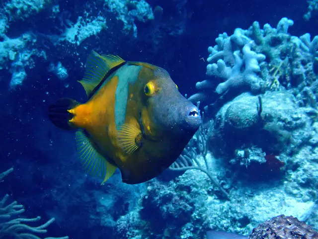 Underwater photograph by Joel Bergsma