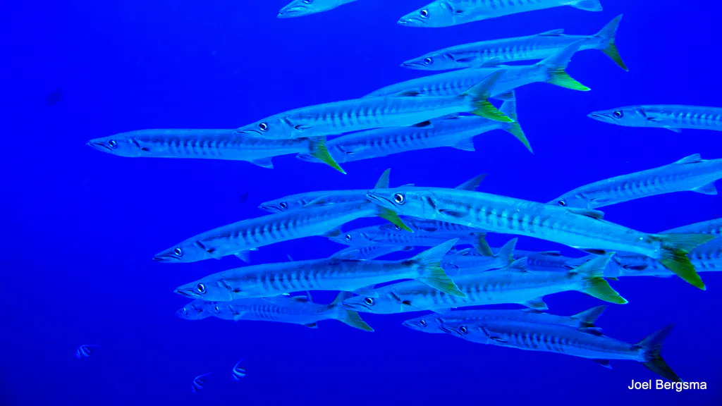 Underwater photograph by Joel Bergsma