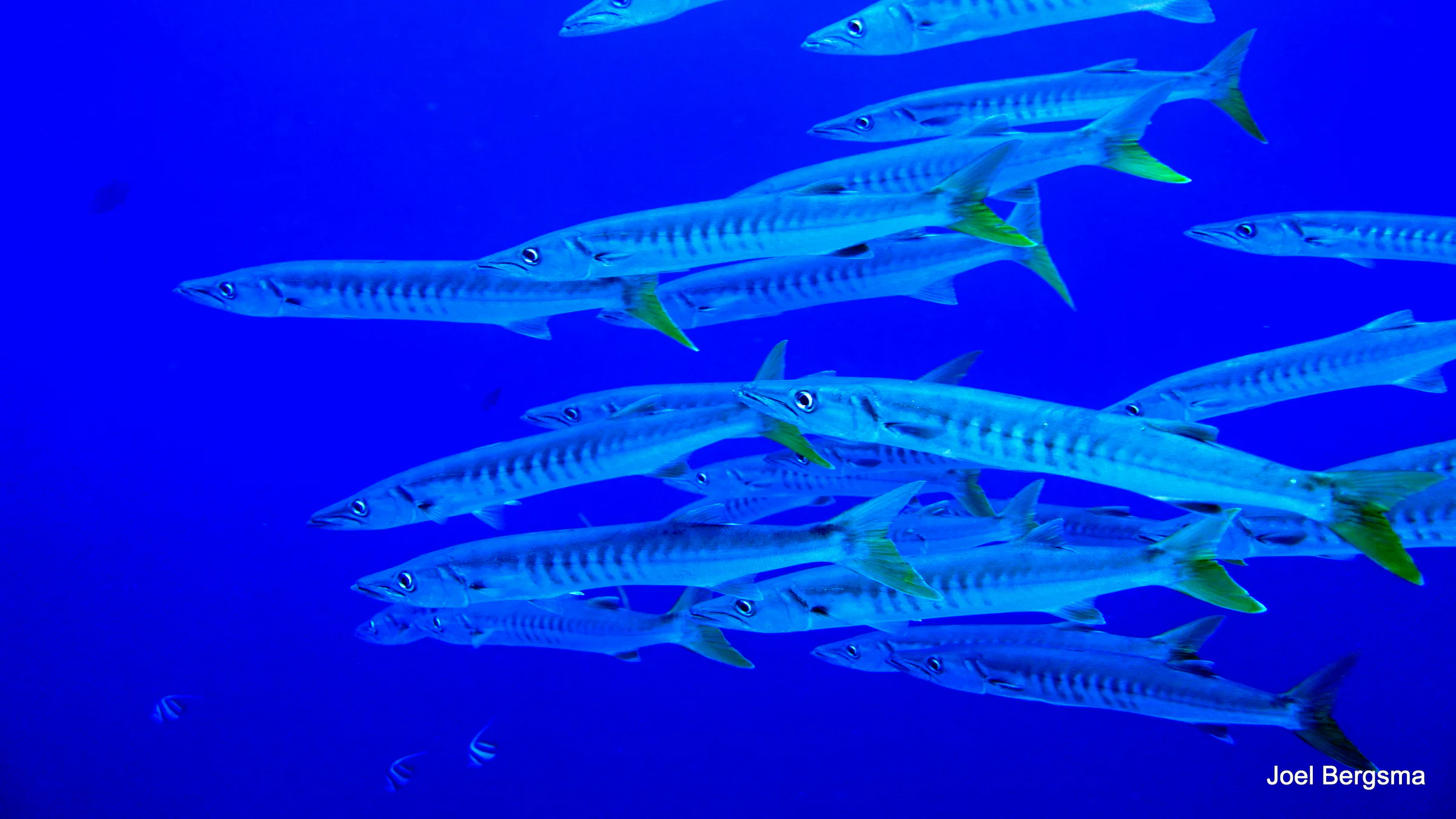 Barracuda, Philippines, 2017