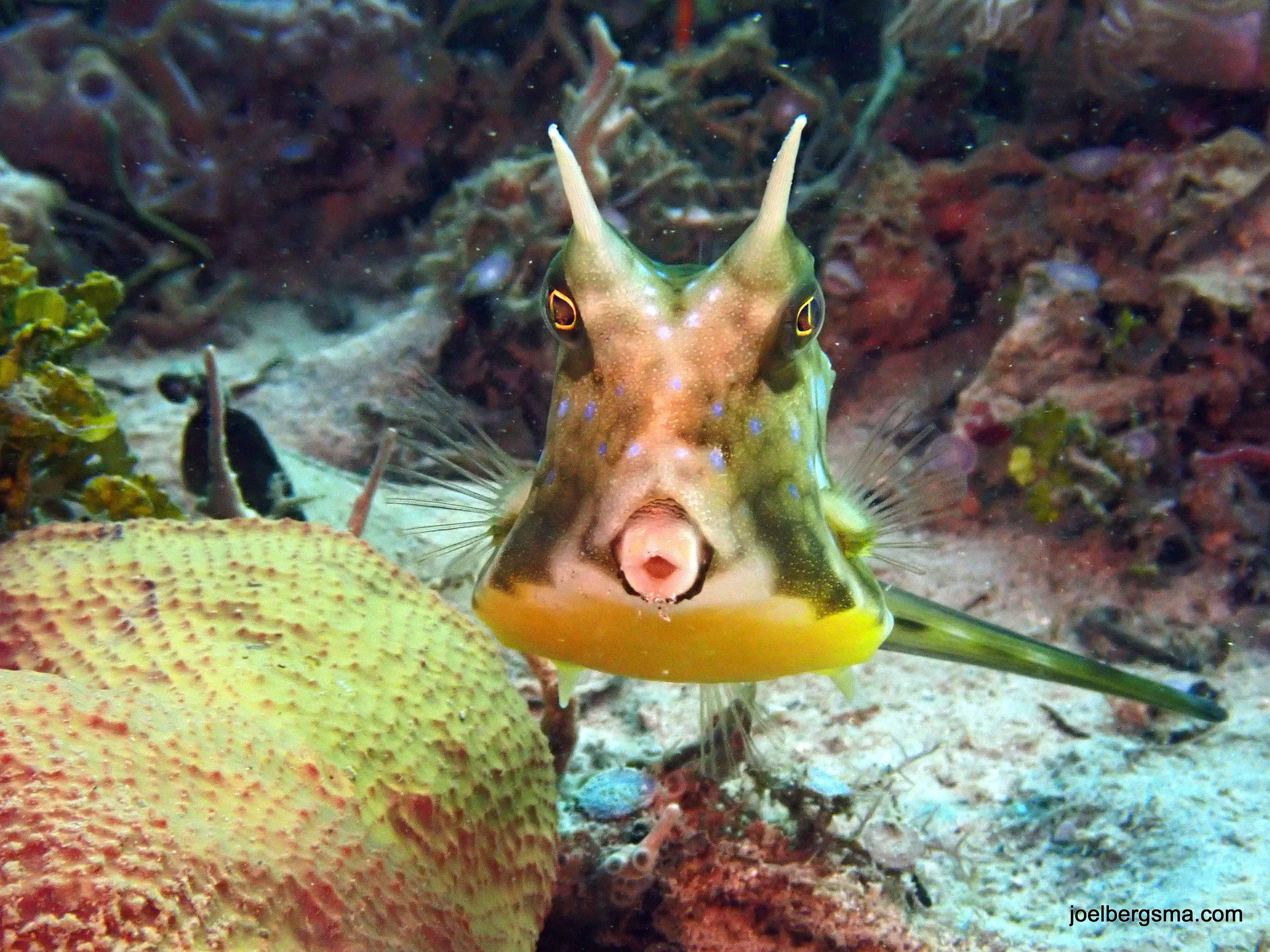 Philippines underwater photograph, 2022