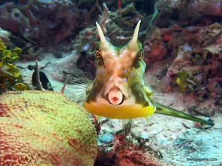 Underwater photograph by Joel Bergsma
