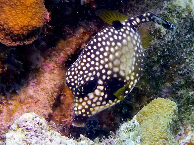 Underwater photograph by Joel Bergsma