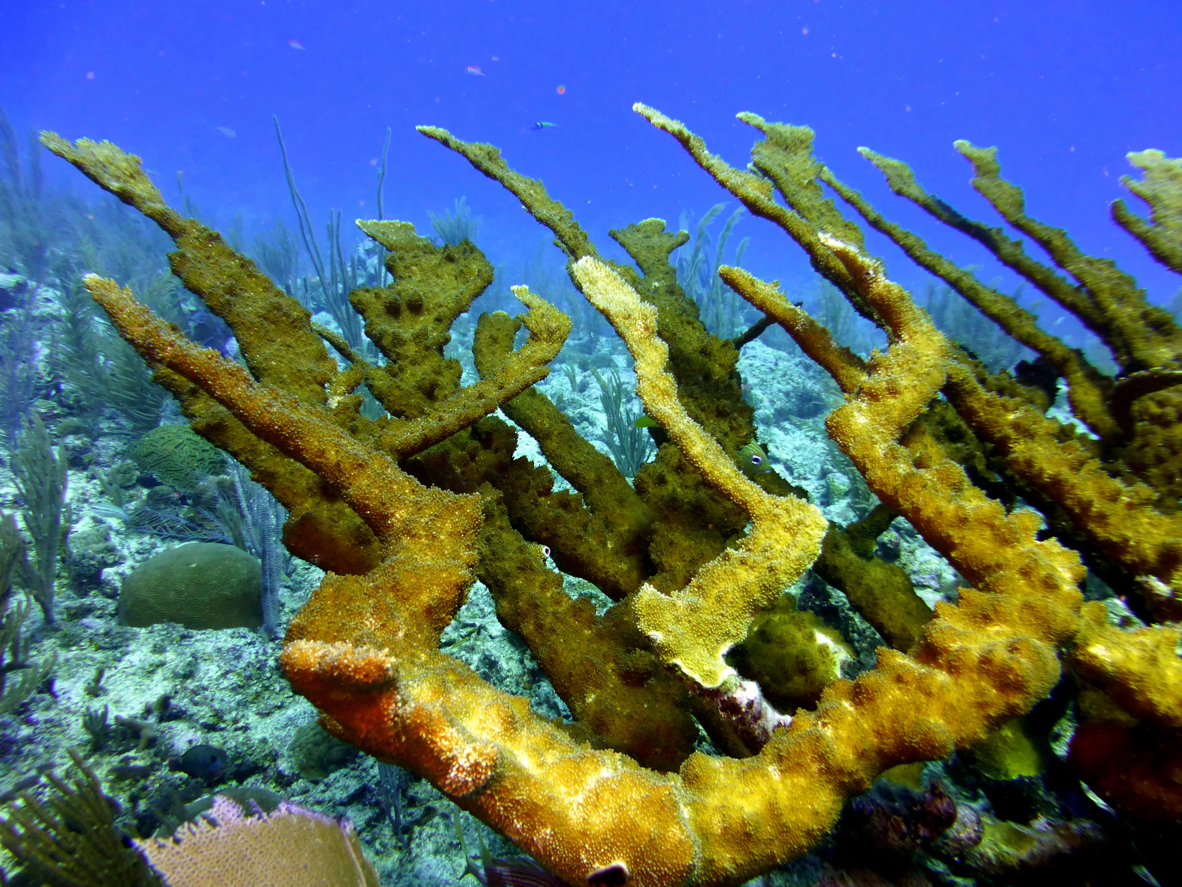 Belize underwater photograph, 2017