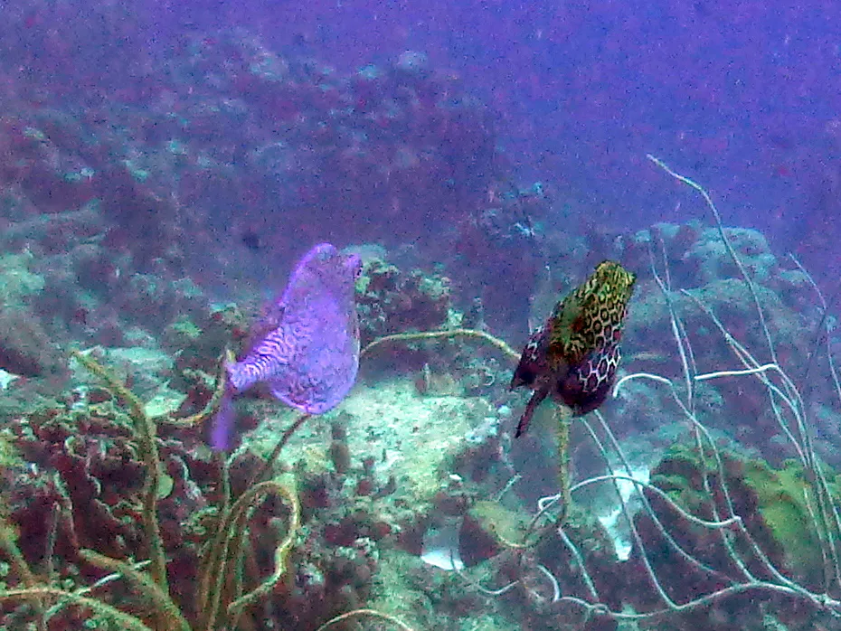 Cowfish, Bonaire, 2013