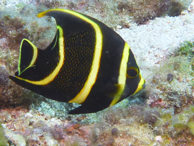 Underwater photograph by Joel Bergsma