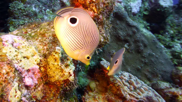 Underwater photograph by Joel Bergsma