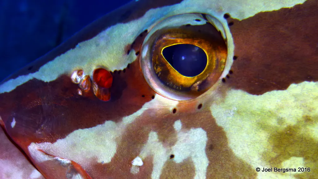 Underwater photograph by Joel Bergsma
