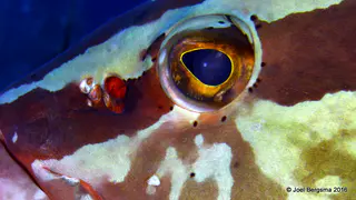 Underwater photograph by Joel Bergsma