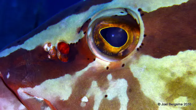 Underwater photograph by Joel Bergsma