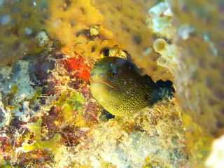 Underwater photograph by Joel Bergsma