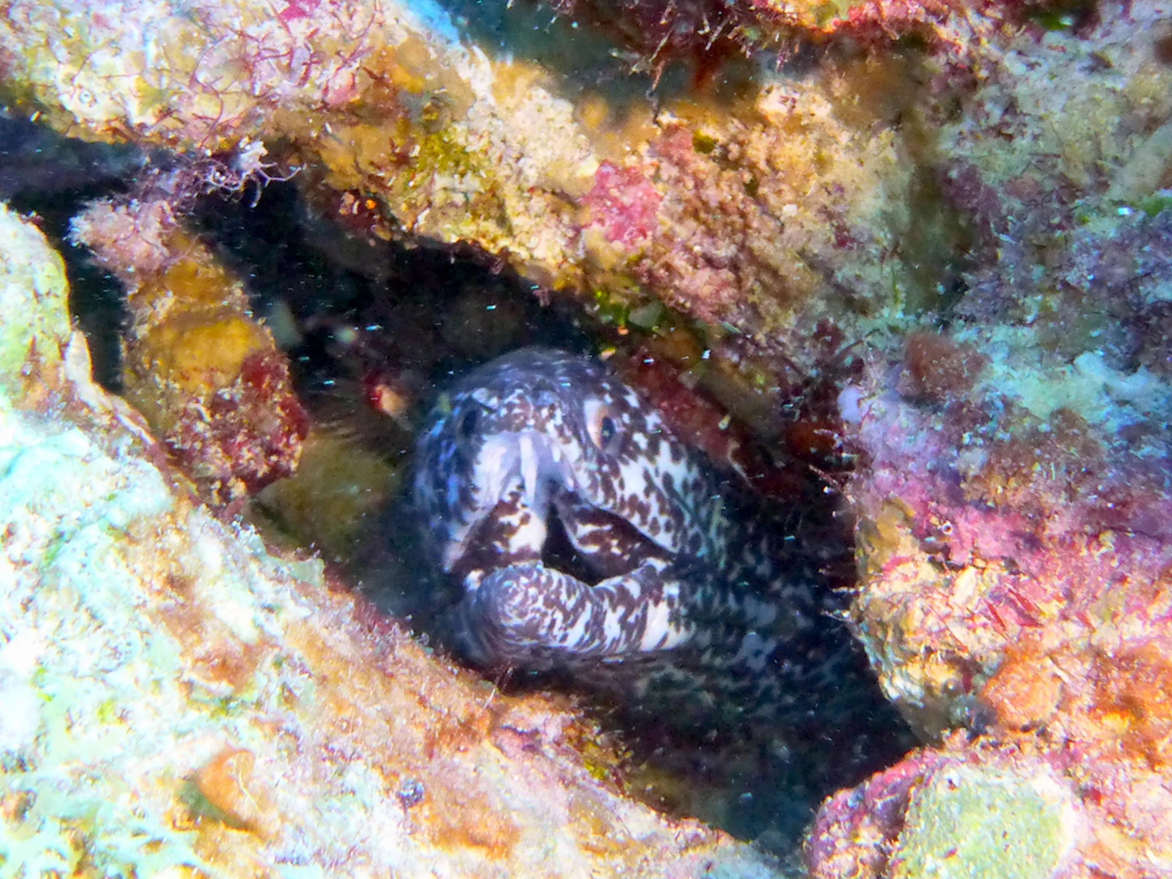 Spotted Moray Eel, Bonaire, 2013