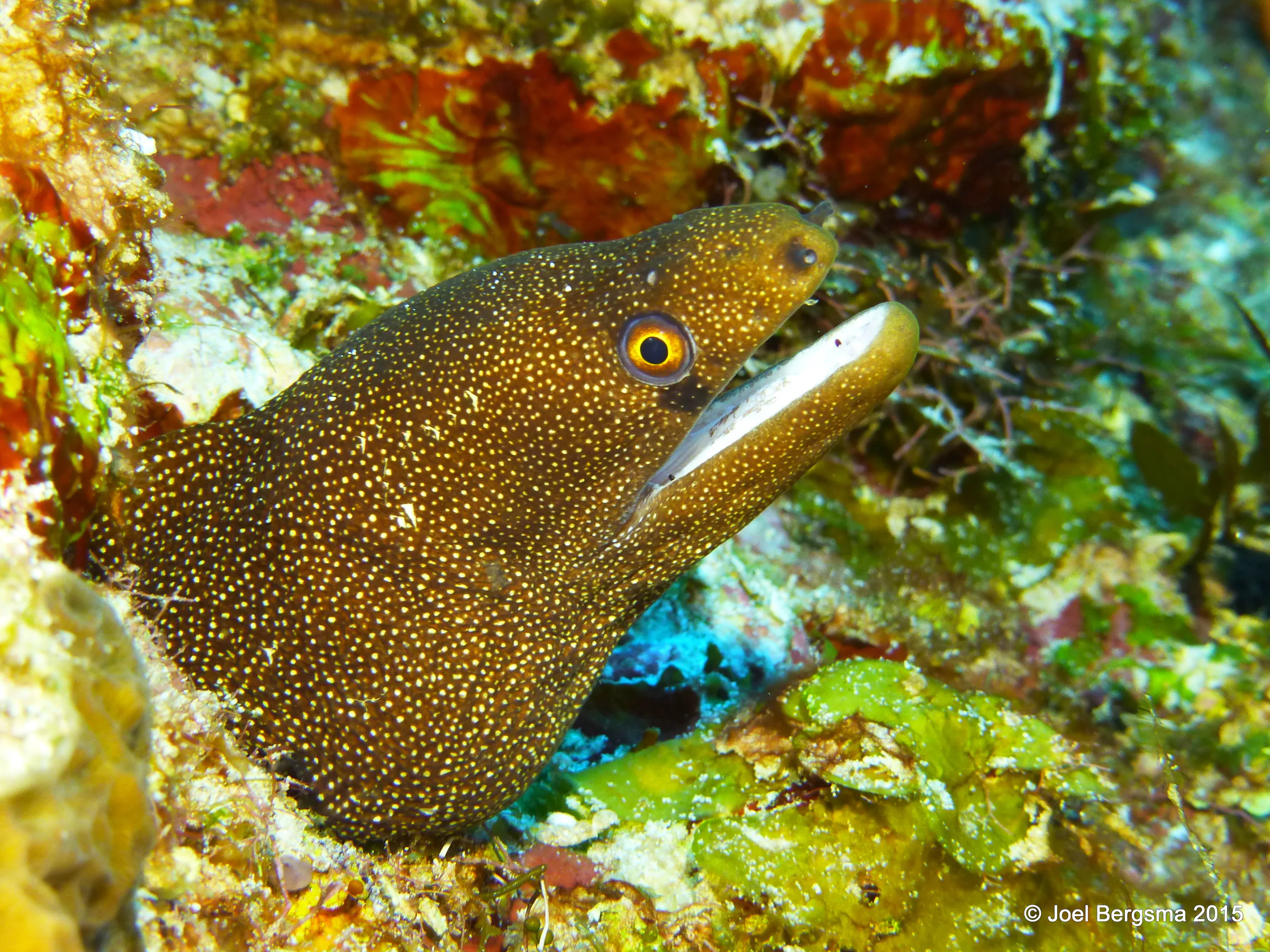 Cozumel underwater photograph, 2015