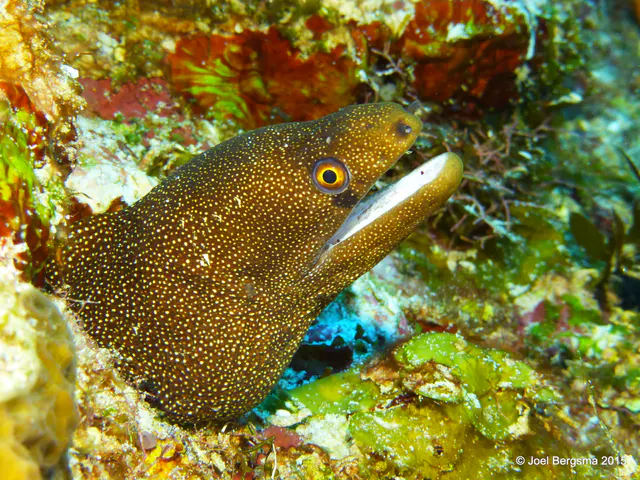 Underwater photograph by Joel Bergsma