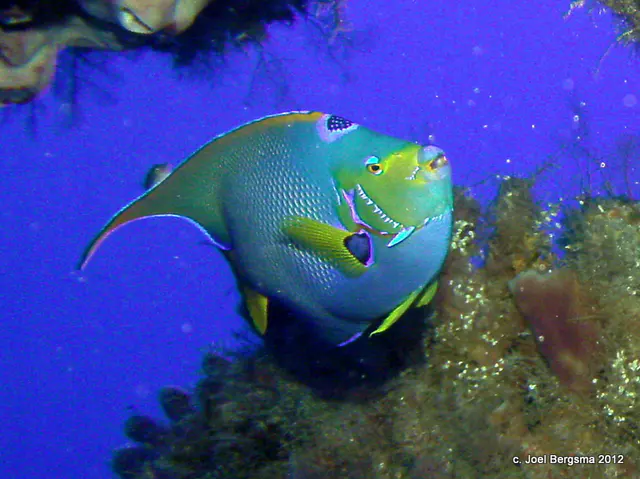 Queen Angelfish