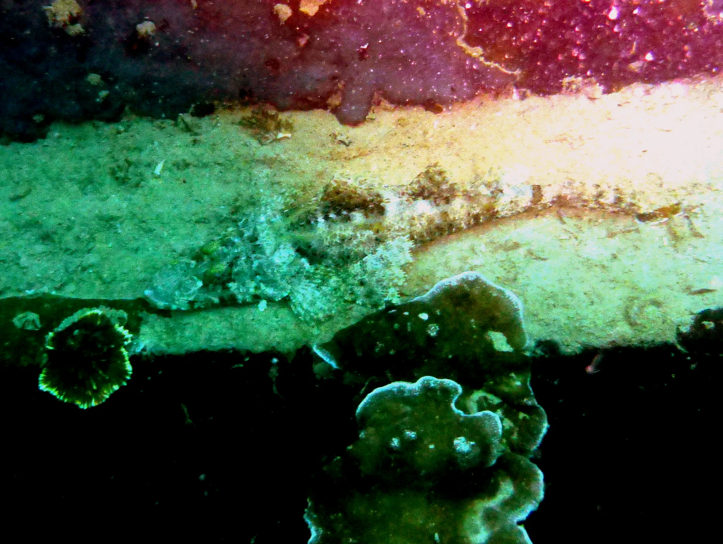Crocodilefish, Palau, 2013