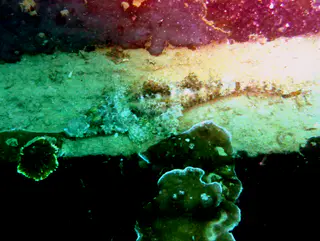 Underwater photograph by Joel Bergsma