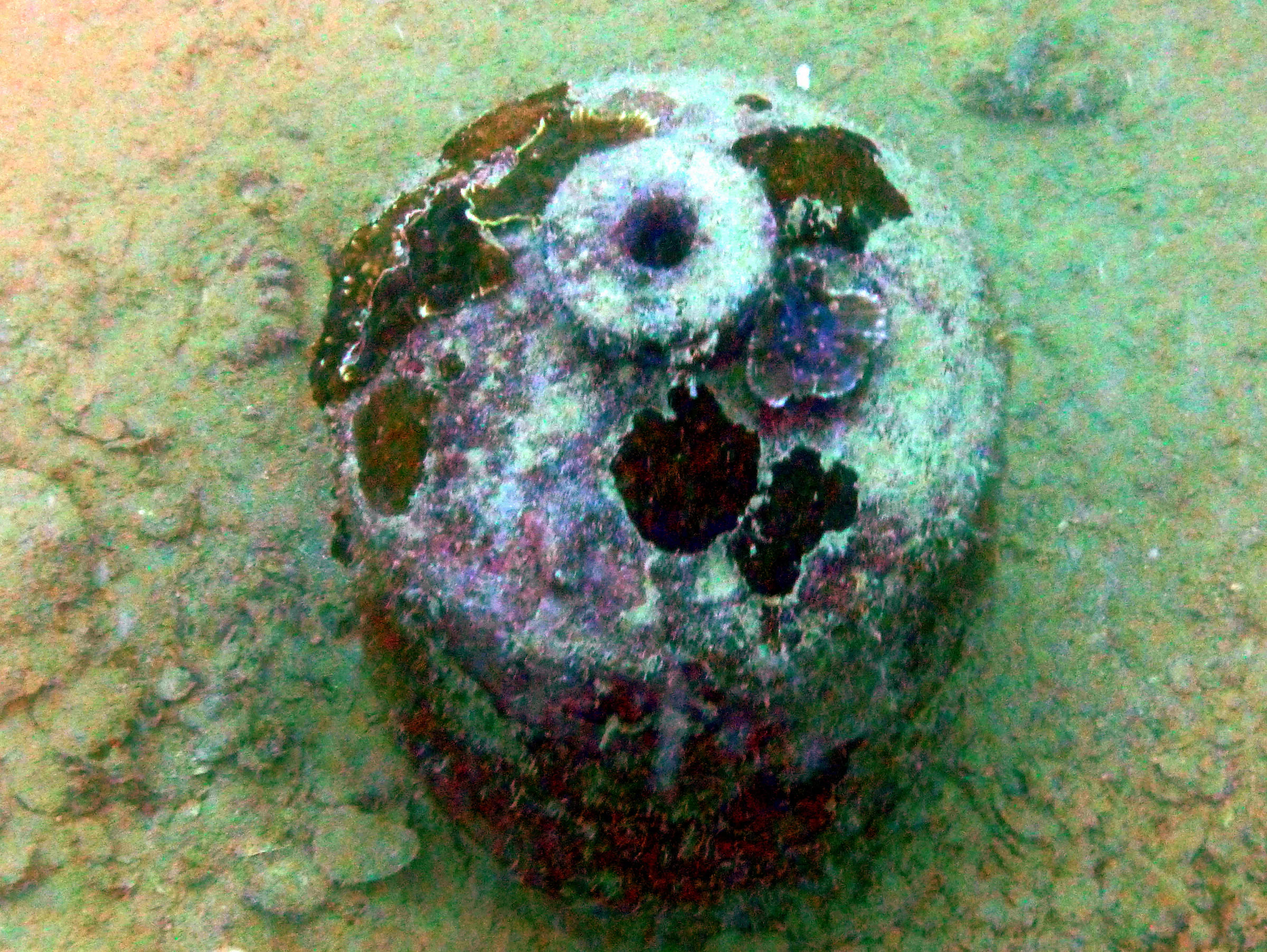 Palau underwater photograph, 2013