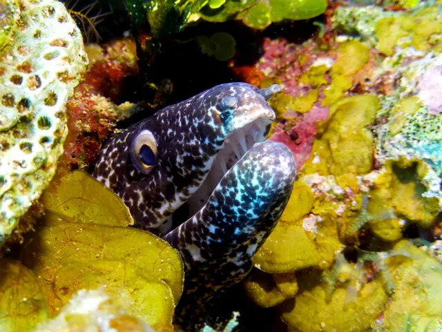 Underwater photograph by Joel Bergsma