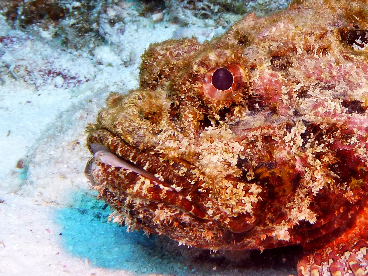 Scorpionfish, Bonaire, 2013