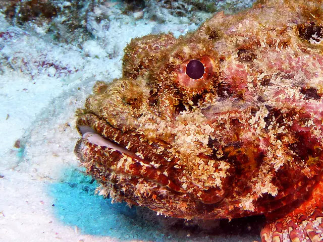 Underwater photograph by Joel Bergsma