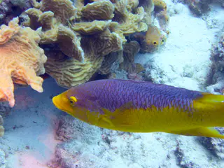 Underwater photograph by Joel Bergsma