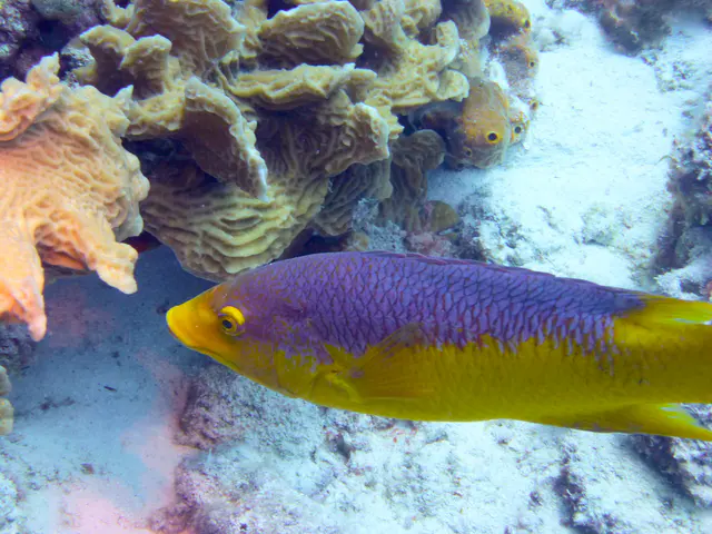 Underwater photograph by Joel Bergsma