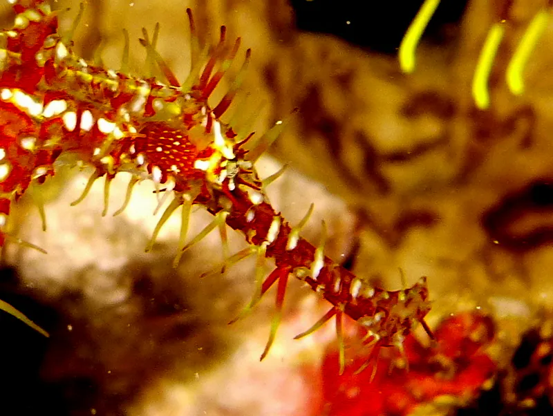 Philippines underwater photograph, 2015