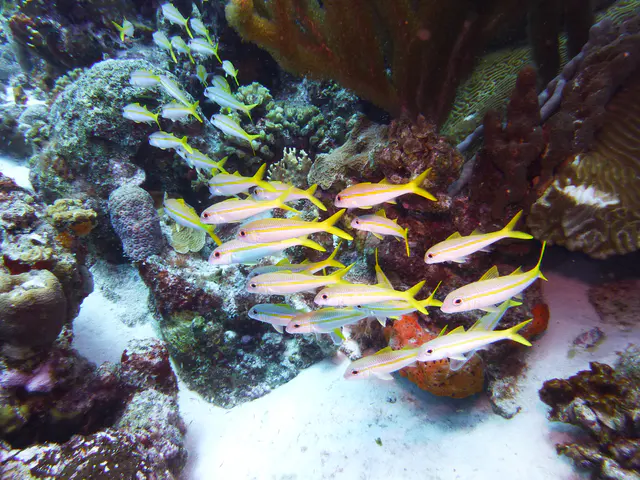 Underwater photograph by Joel Bergsma