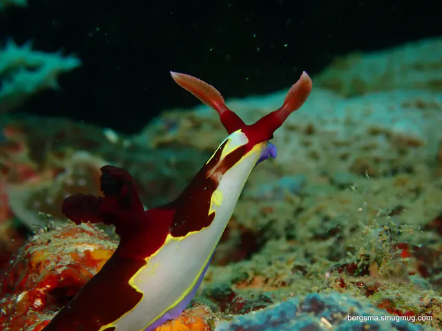 Underwater photograph by Joel Bergsma