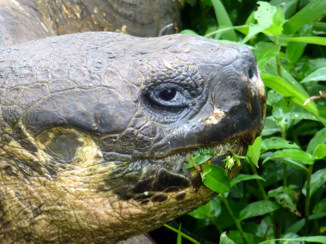 Tortoise on a private farm in Santa Cruz, adjoining the National Park.
