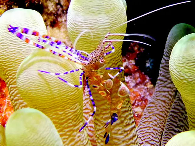 Underwater photograph by Joel Bergsma