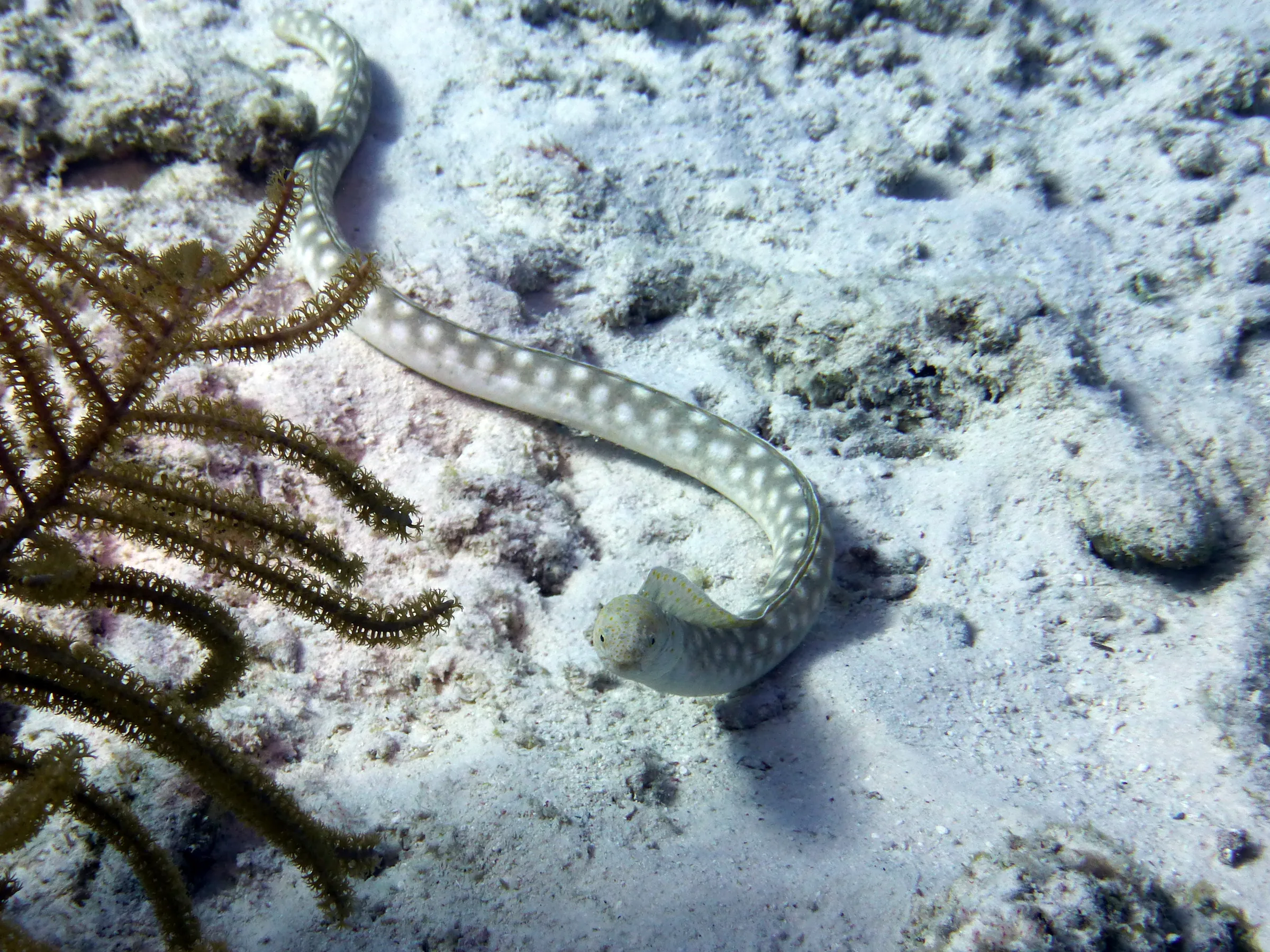 Sharptail Eel, Bonaire, 2013