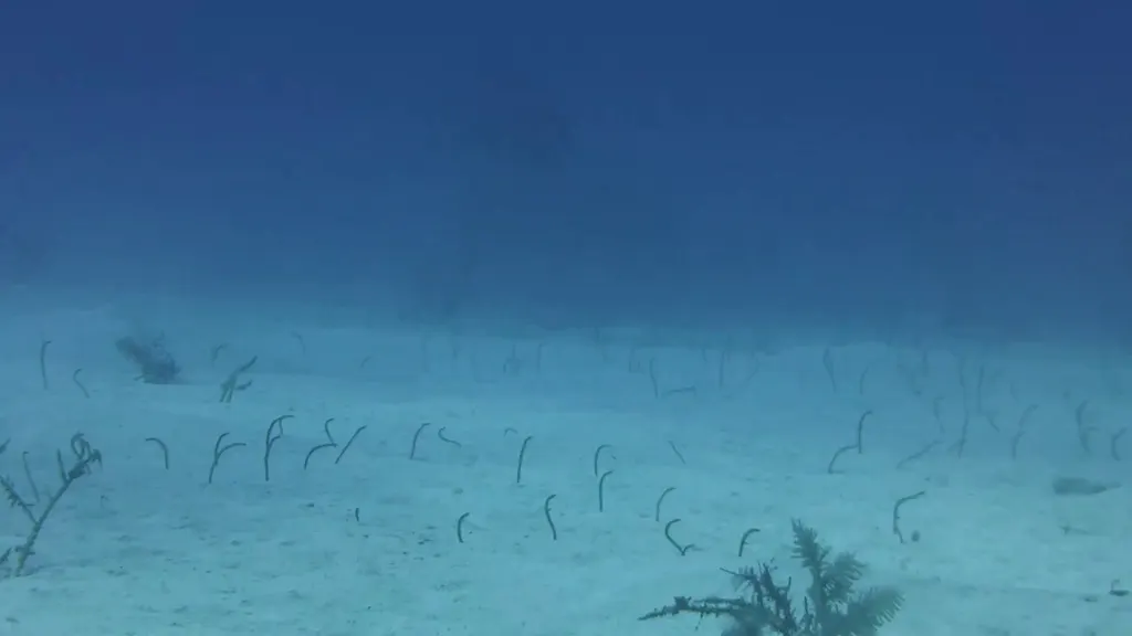 Garden Eels