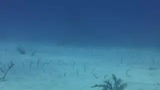 Garden Eels