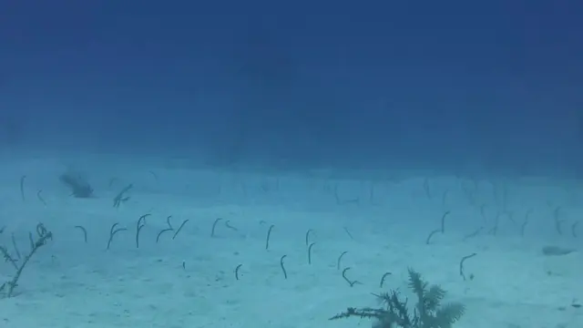 Garden Eels