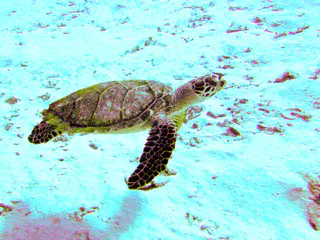 Hawksbill Turtle