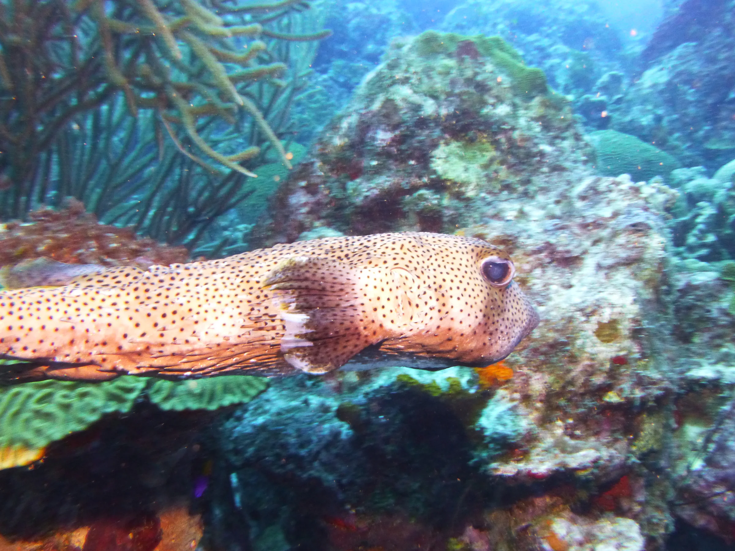 Porcupine Pufferfish, Bonaire, 2013