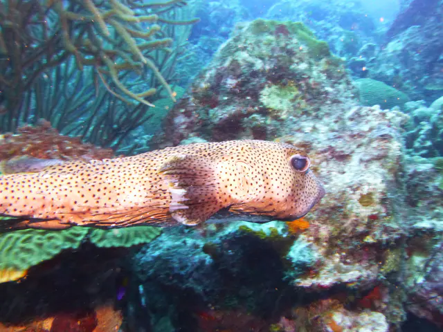 Underwater photograph by Joel Bergsma