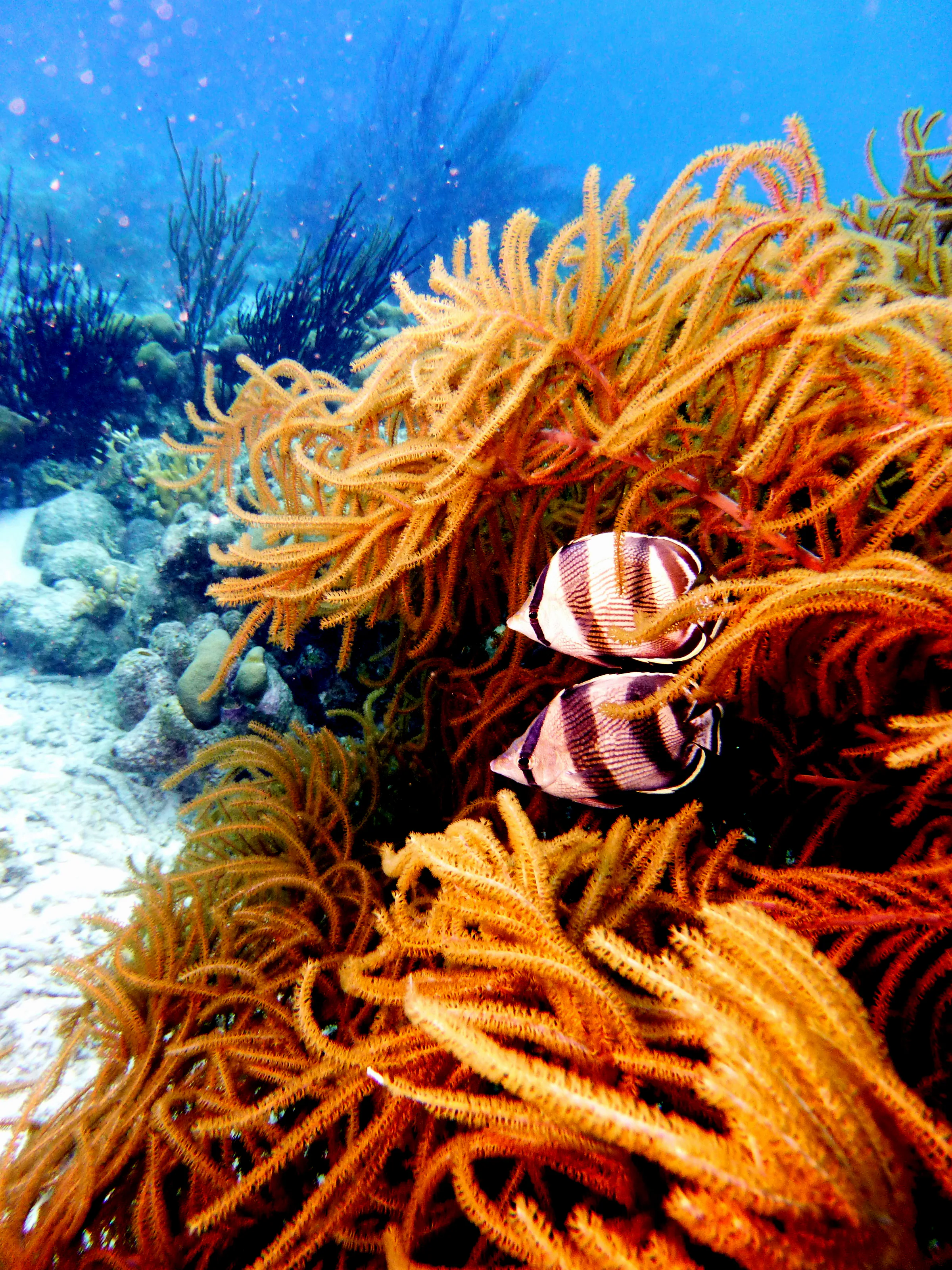 Bonaire underwater photograph, 2013