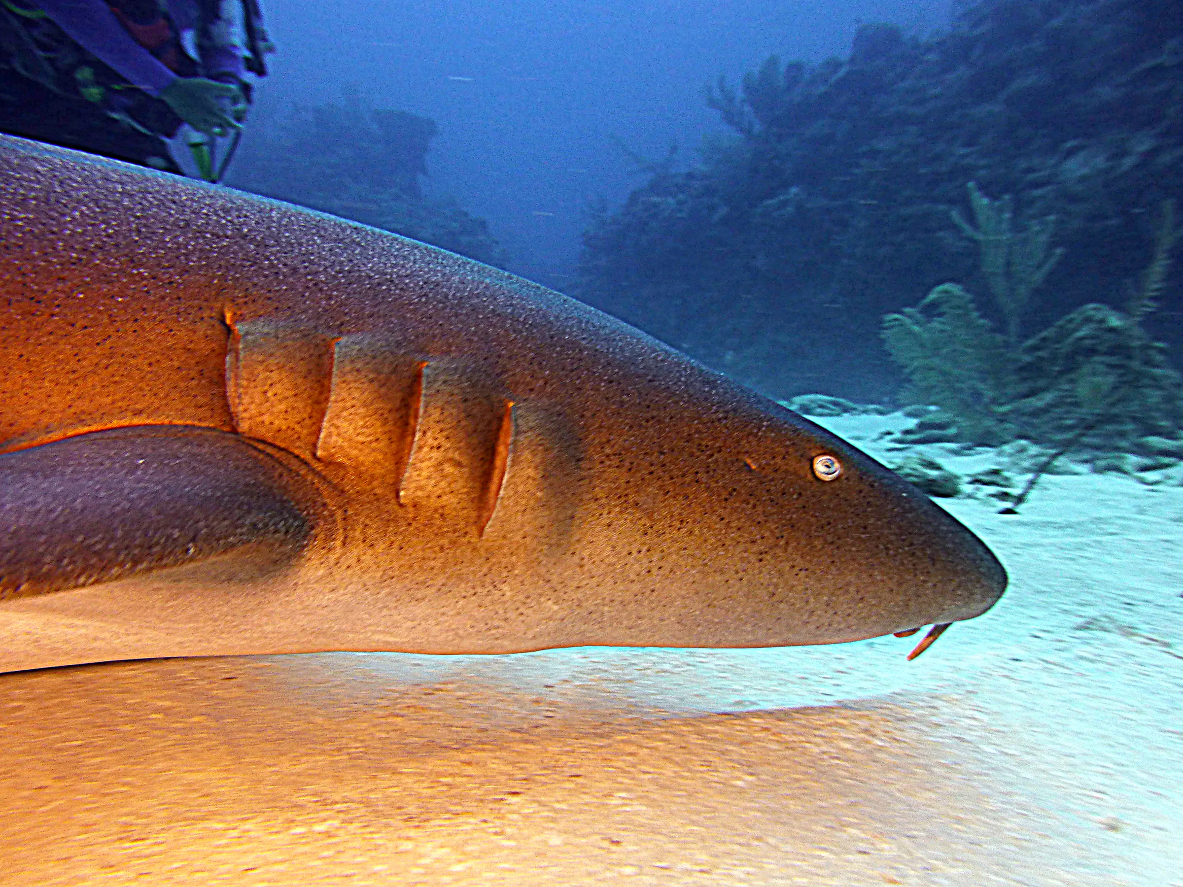 Nurse Shark, Belize, 2017