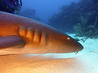 Underwater photograph by Joel Bergsma