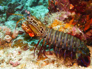 Underwater photograph by Joel Bergsma