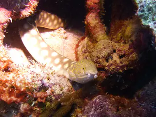 Underwater photograph by Joel Bergsma