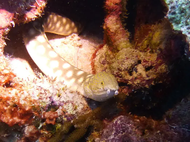 Underwater photograph by Joel Bergsma