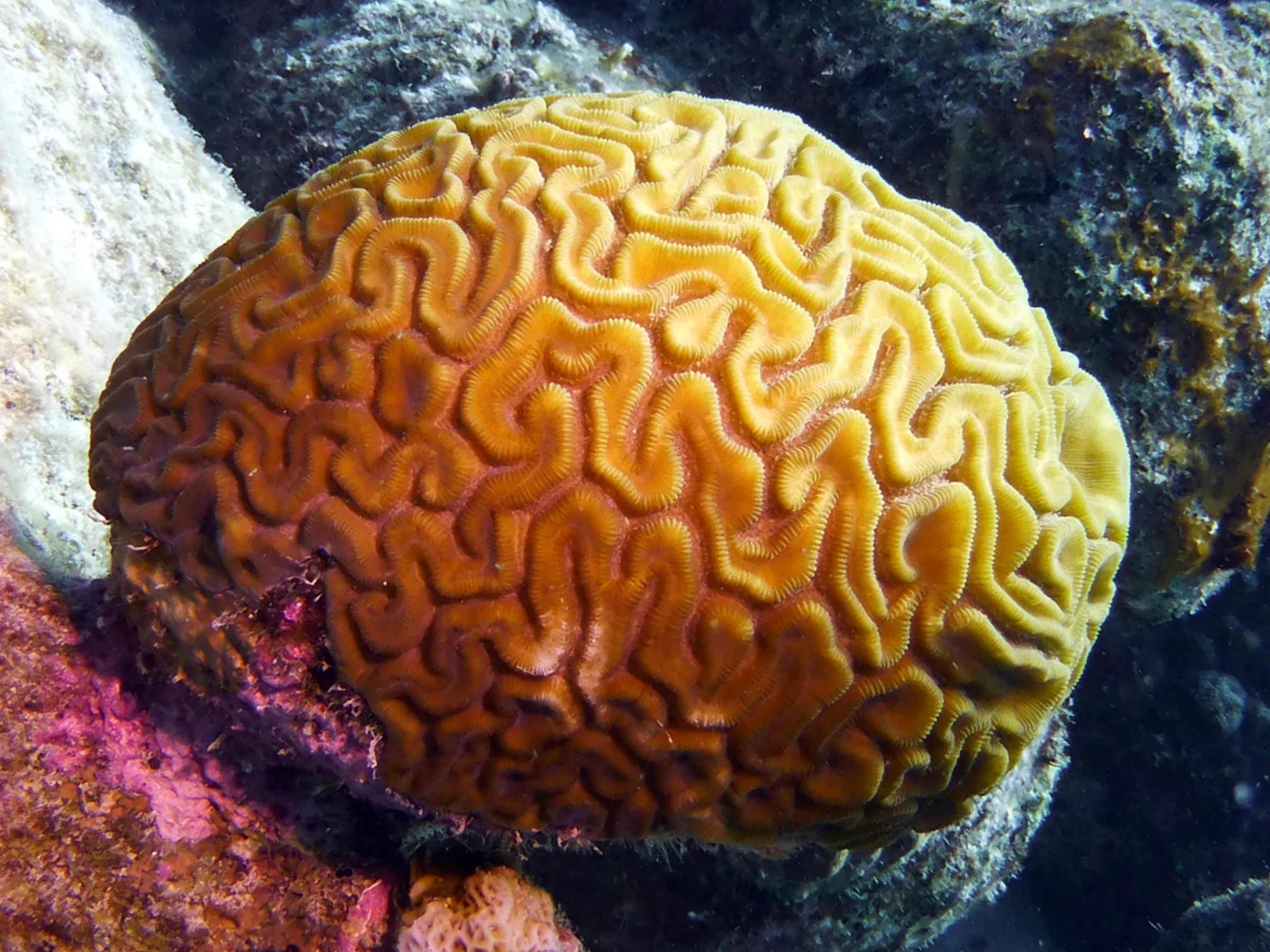 Brain Coral, Bonaire, 2013