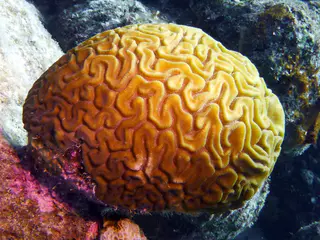Underwater photograph by Joel Bergsma