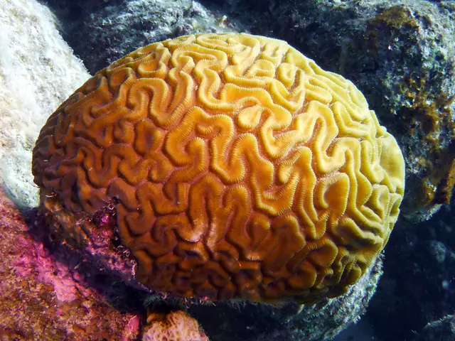 Underwater photograph by Joel Bergsma